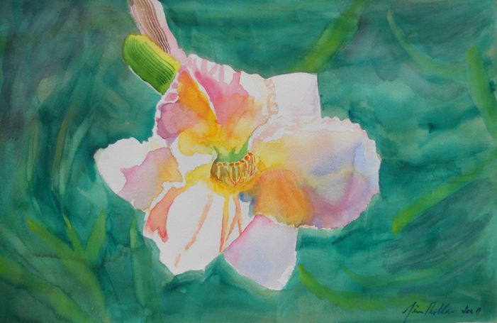 Hawaiian Orchid