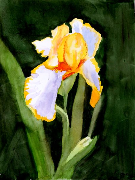 Iris Study #1