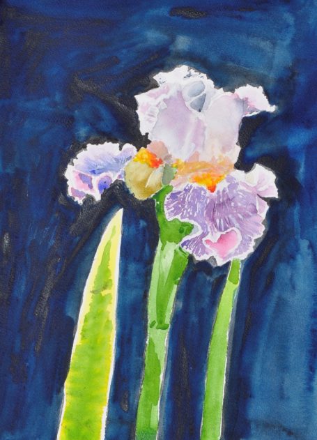 Iris Study #7