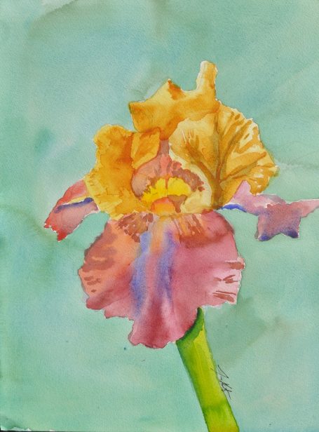 Iris Study #8