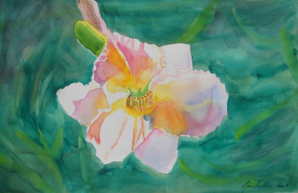 /gallery/florals-and-still-lifes