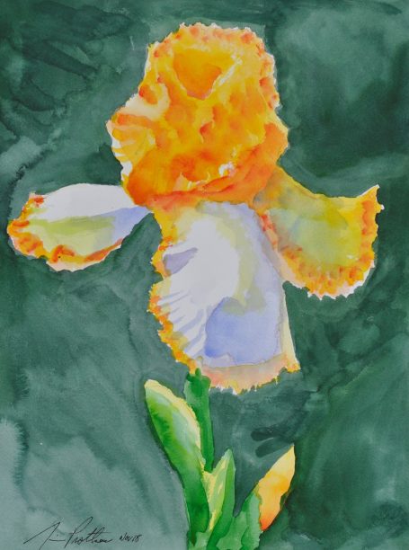 Iris Study #3